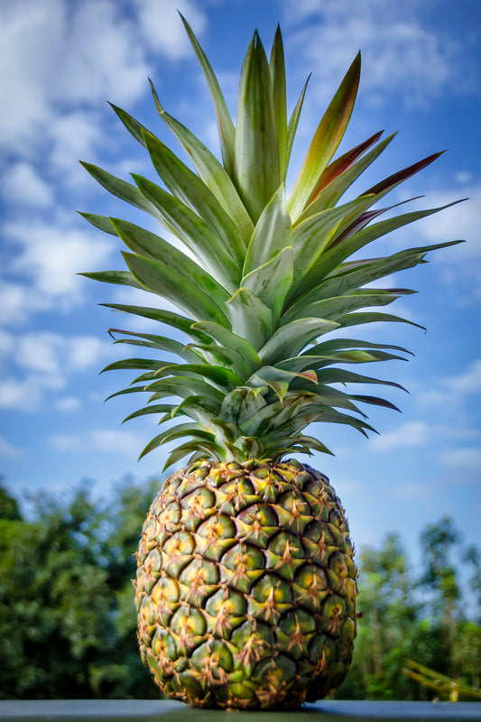 Kauaʻi Sugarloaf™ - Pineapple Single Pack