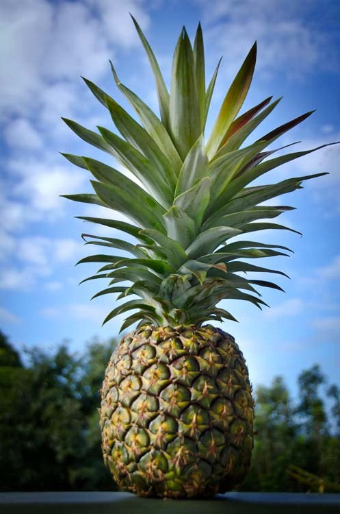 Kauaʻi Sugarloaf™ - Pineapple 3 Pack